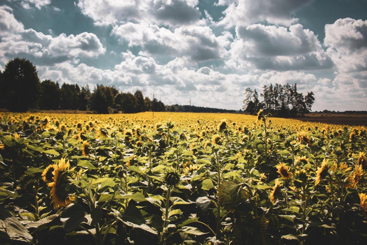 Lesna 21 Dom Poludnie Przy Puszcza Bialowieska Luka Dış mekan fotoğraf