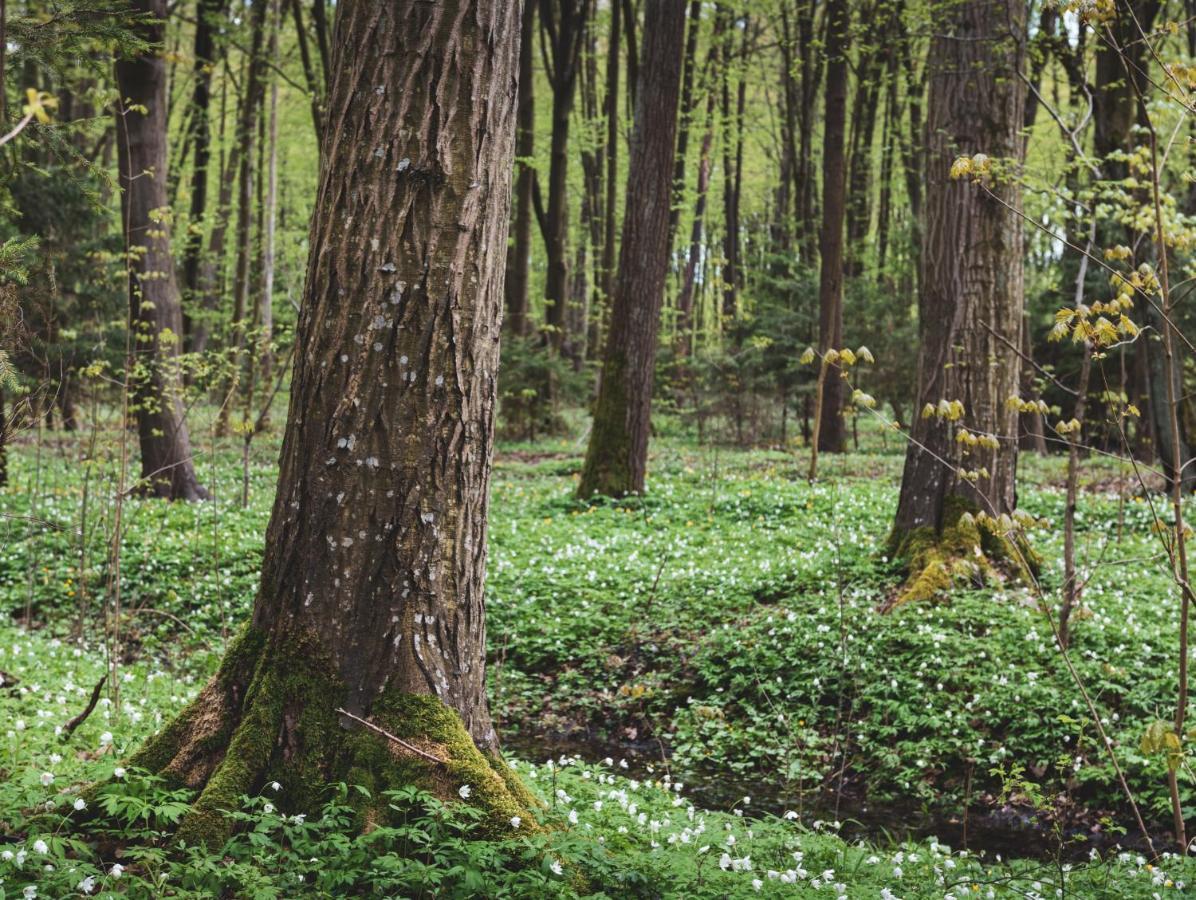 Lesna 21 Dom Poludnie Przy Puszcza Bialowieska Luka Dış mekan fotoğraf
