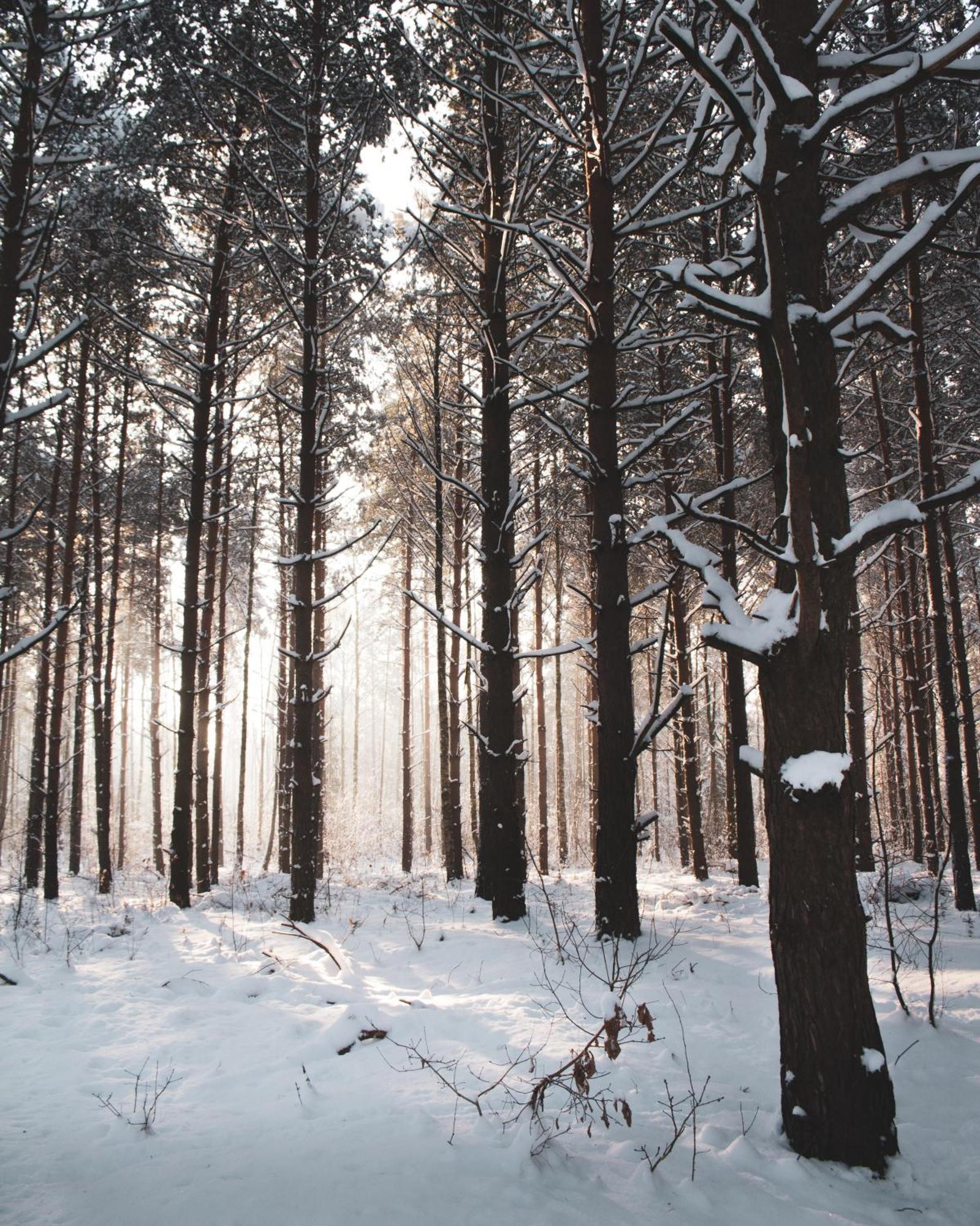 Lesna 21 Dom Poludnie Przy Puszcza Bialowieska Luka Dış mekan fotoğraf